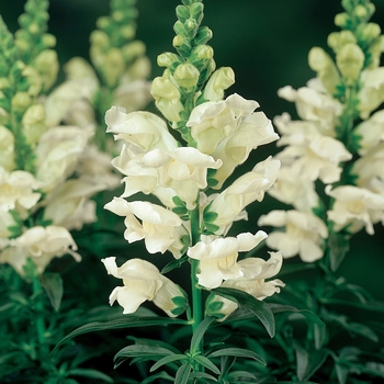 Antirrhinum majus