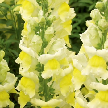 Antirrhinum majus Liberty Classic™ 'Yellow'