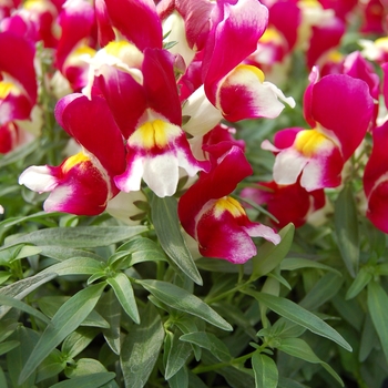 Antirrhinum majus nanum Snappy 'Burgundy-White'