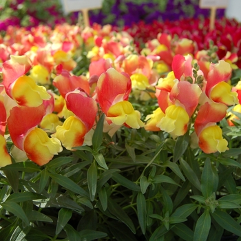 Antirrhinum majus nanum Snappy 'Orange-Yellow' (133612)
