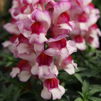 Antirrhinum majus nanum Snappy 'Orchid-Flame'