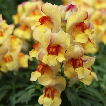 Antirrhinum majus nanum 'Peach Flame' 