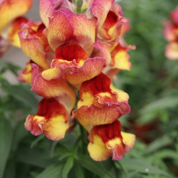 Antirrhinum majus nanum Snappy 'Red Flame'