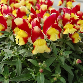 Antirrhinum majus nanum 'Red Yellow' 