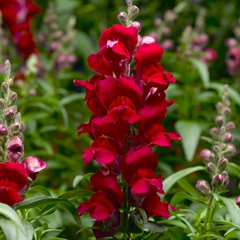 Antirrhinum majus Snaptastic™ 'Red'