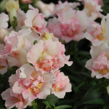 Antirrhinum majus 'Appleblossom' 