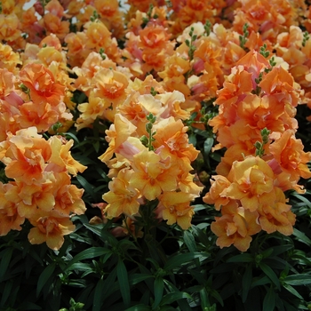 Antirrhinum majus Twinny 'Bronze Shades'