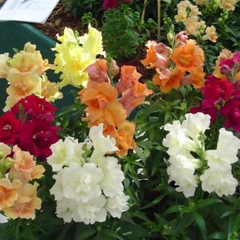 Antirrhinum majus Twinny 'Mix'