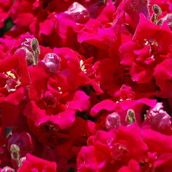 Antirrhinum majus Twinny 'Violet'