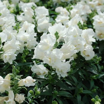 Antirrhinum majus 'White' 