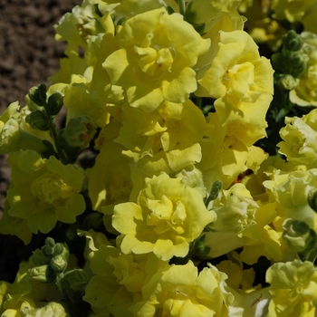 Antirrhinum majus Twinny 'Yellow'