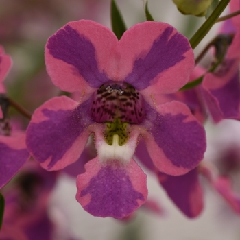 Angelonia angustifolia Angelmist® 'Spreading Berry Sparkler'