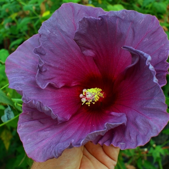 Hibiscus moscheutos 'Grape Sorbet™' 