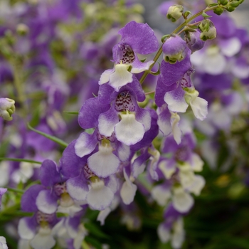 Angelonia angustifolia AngelMist® 'Spreading Bluebird'