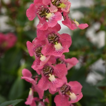 Angelonia angustifolia Archangel™ Coral Improved