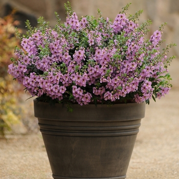 Angelonia angustifolia Archangel™ 'Pink'