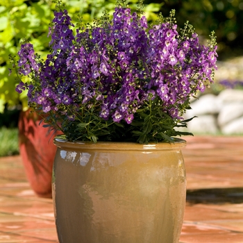 Angelonia angustifolia Archangel™ 'Purple'