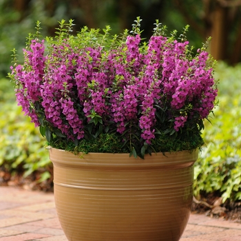 Angelonia angustifolia