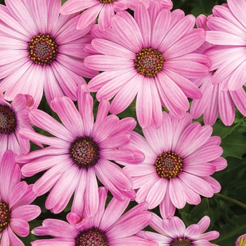 Osteospermum 'INOSTEPINK' PPAF, Can PBRAF