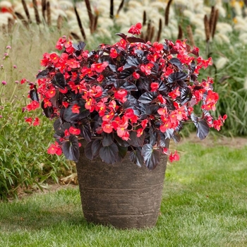 Begonia Viking™ XL Red on Chocolate