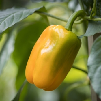 Capsicum annuum 'Just Sweet' 