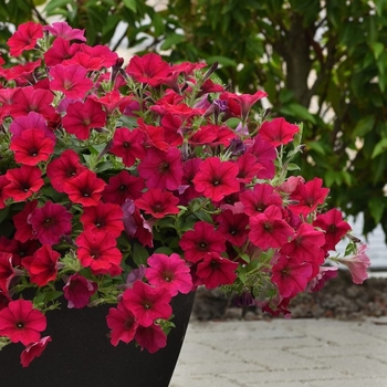 Petunia 'Carmine Velour' 