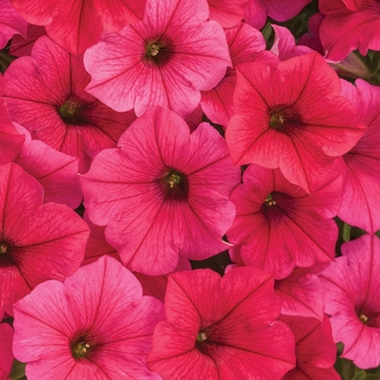 Petunia Supertunia Vista® 'Paradise'