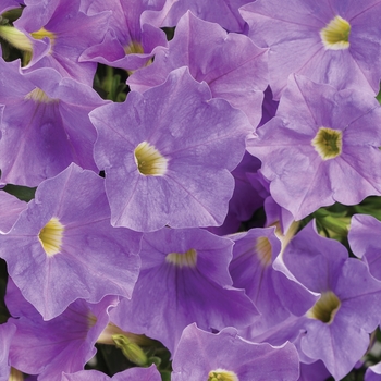 Petunia 'KL1117mut1' PPAF, Can PBRAF