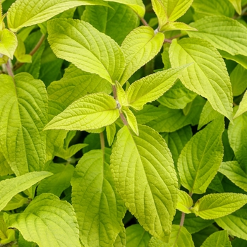Salvia elegans Rockin® 'Golden Delicious' (133719)