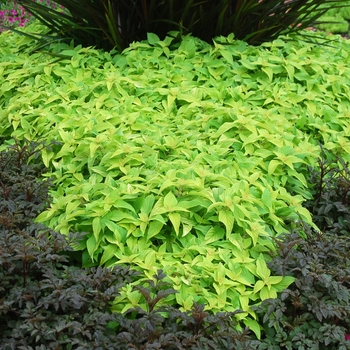 Salvia elegans Rockin® 'Golden Delicious' (133720)