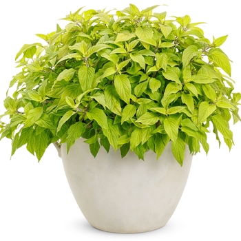 Salvia elegans Rockin® 'Golden Delicious' (133722)