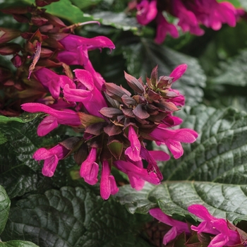 Salvia 'BBSAL000301' PPAF, Can PBRAF