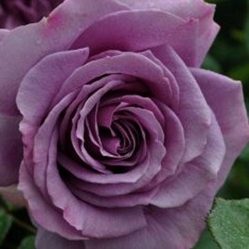 Rosa 'Quicksilver™' KORpucoblu