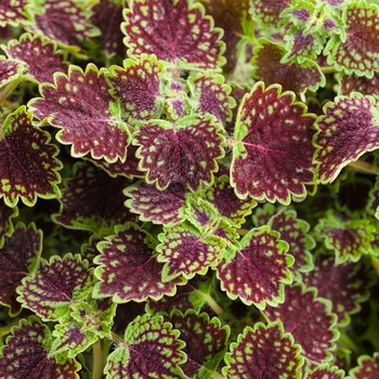 Coleus scutellarioides 'Kakegawa CE2' PP15371, Can 2085