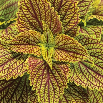 Coleus scutellarioides ColorBlaze® 'Golden Dreams™'