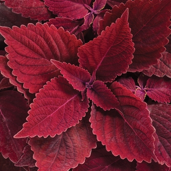 Coleus scutellarioides 'Rediculous™' 