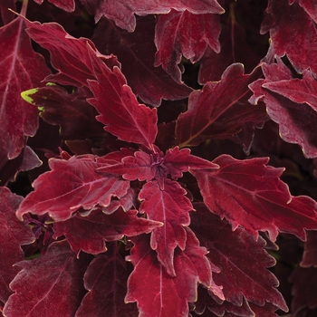 Coleus scutellarioides ColorBlaze® 'Royale Cherry Brandy™'