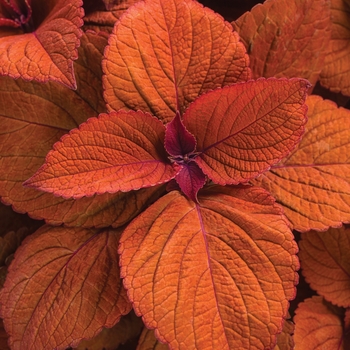 Coleus scutellarioides ColorBlaze® 'Sedona Sunset™'