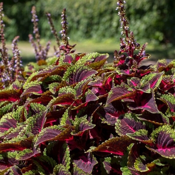 Coleus scutellarioides ColorBlaze® 'Torchlight™'