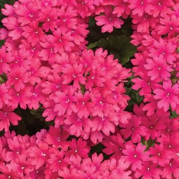 Verbena Superbena® 'Raspberry'