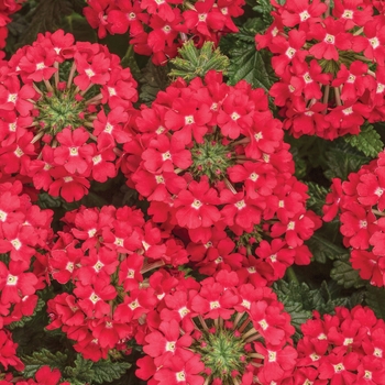 Verbena Superbena® 'Scarlet Star'