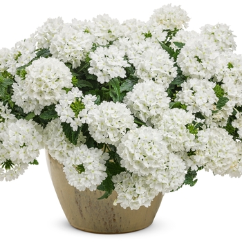 Verbena Superbena® 'Whiteout™'