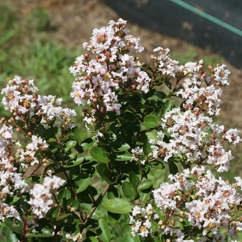 Lagerstroemia indica Infinitini® 'White'