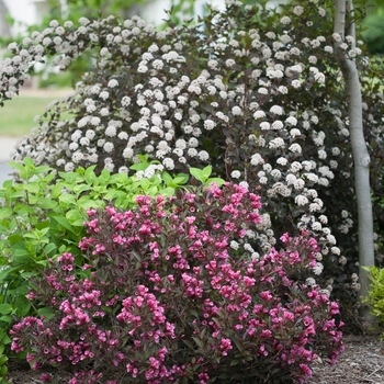 Physocarpus opulifolius 'Seward' PP 14821, Can 2641