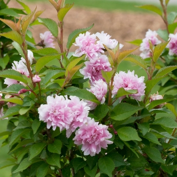 Prunus incisa 'Rinpo' 