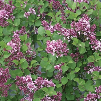 Syringa 'SMNJRPU' PP29831, Can PBRAF