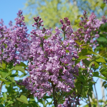 Syringa x hyacinthiflora 'SMNSHBBL' PP29801, Can PBRAF