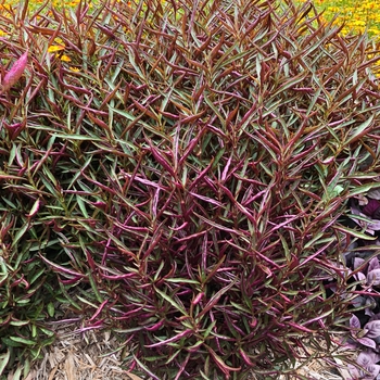 Alternanthera dentata 'Burgundy Threadleaf'