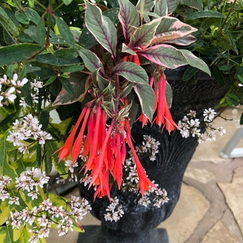 Fuchsia 'Firecracker'