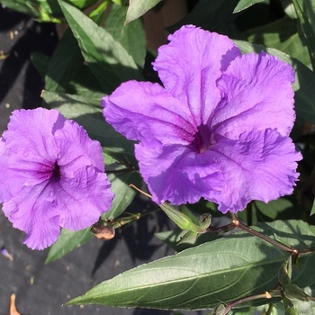 Ruellia simplex 'Morado' PP28449